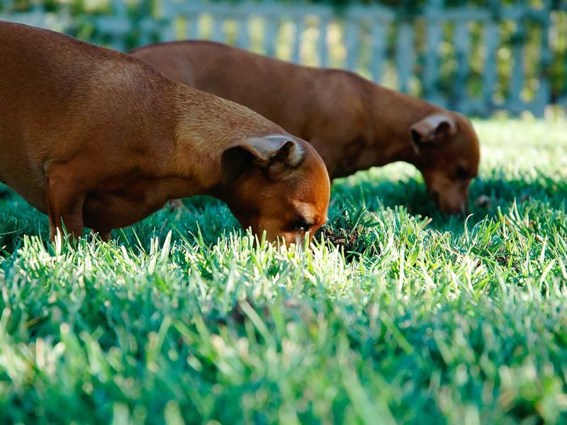 sudoku achievement badge screenshot 3