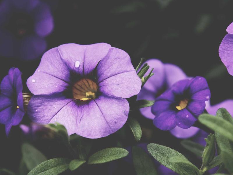 sudoku achievement badge